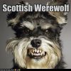 Dog Dog