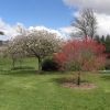 Nice trees Nice trees