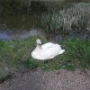 Swan Swan