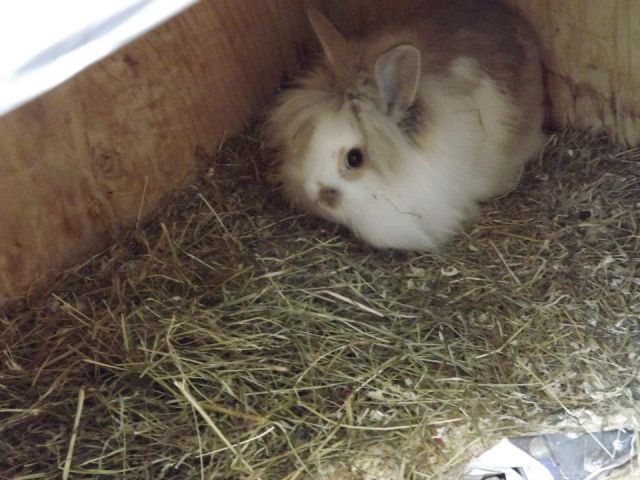 This Is Summer On Of My Bunnies Just 10 Weeks old :)