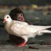 Monkey And pigeon friendship Monkey And pigeon friendship