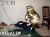 NewCat