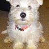 Hollypoo