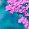 Purple_sky